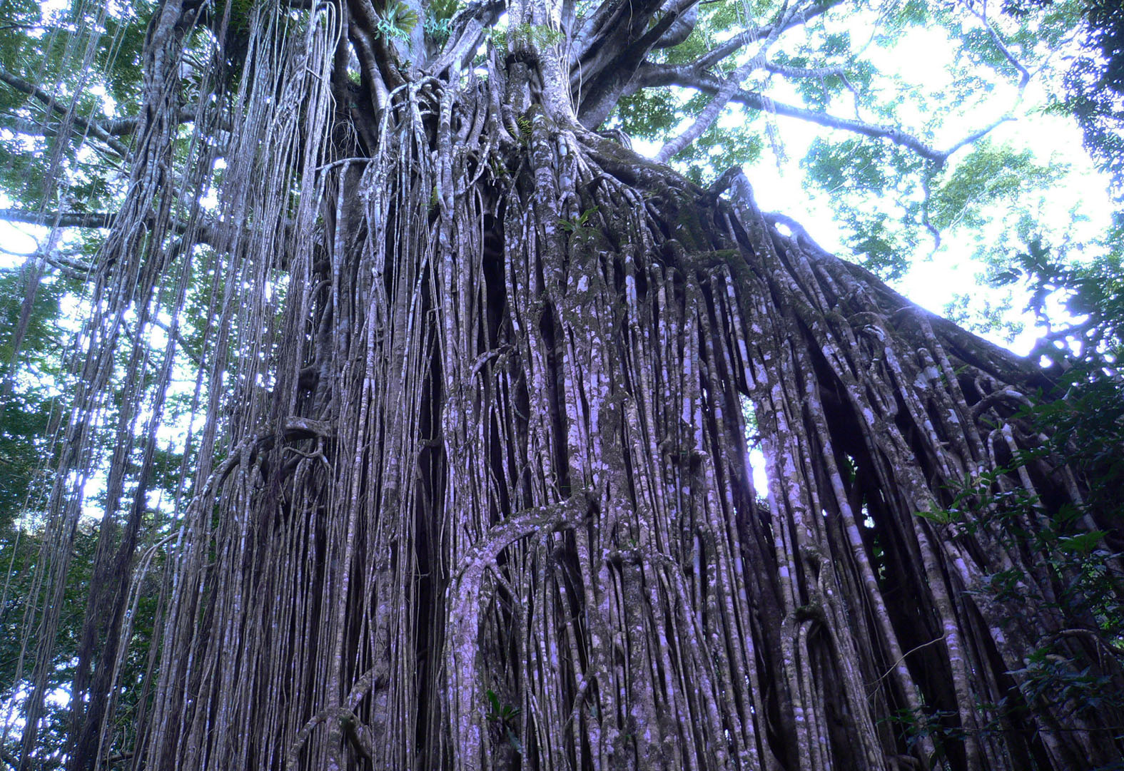Australian Banyan Tree